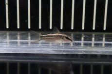 画像1: 【淡水魚】超大特価 コリドラス グラキリス ワイルド【1匹 サンプル画像】(±4cm)(コリドラス)（生体）（熱帯魚）NKCR (1)