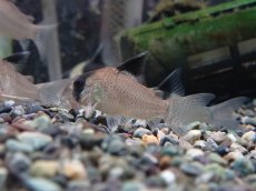 画像1: 【淡水魚】【通販】コリドラス ホワイトポタロエンシス リオ カノアス産 ワイルド【1匹 サンプル画像】(±5cm)（生体）（熱帯魚）NKCR (1)