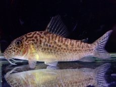 画像1: 【淡水魚】【通販】激レア 初入荷 コリドラス ロングノーズspベネズエラ ベネズエラ産【1匹 サンプル画像】(±6cm)（生体）（熱帯魚）NKCR (1)