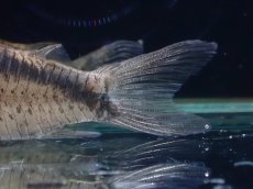 画像4: 【淡水魚】【通販】コリドラス sp ウルク リオウルク産 ワイルド【1匹 サンプル画像】(±5-6cm)（コリドラス）（生体）（熱帯魚）NKCR (4)