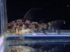 画像1: 【淡水魚】【通販】爆安 ロングフィン コリドラス パレアタス(青コリ)【１匹 サンプル画像】(コリドラス)(生体)(熱帯魚)NKCR (1)