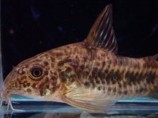 画像2: 【ウィンターセール10％オフ対象】【淡水魚】【通販】コリドラス ディフィエス ワイルド【１匹 サンプル画像】(±5-6cm)(コリドラス)（生体）(熱帯魚)NKCR (2)