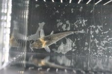 画像3: 【淡水魚】ブラジル便 コリドラスspロンドニア州 ワイルド【1匹】(±6-7cm)（生体）(コリドラス)（熱帯魚）NKCR (3)