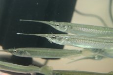 画像2: 【淡水魚】【通販】珍種 コモチサヨリ【1匹 サンプル画像】(±7-13cm)（生体）（熱帯魚）NK (2)