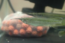 画像3: 【淡水魚】【通販】珍種 コモチサヨリ【1匹 サンプル画像】(±7-13cm)（生体）（熱帯魚）NK (3)