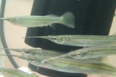 画像4: 【淡水魚】【通販】珍種 コモチサヨリ【1匹 サンプル画像】(±7-13cm)（生体）（熱帯魚）NK (4)