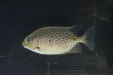 画像1: 【淡水魚】【通販】珍種 淡水ゴマアイゴ【１匹 サンプル画像】(±10-13cm)（生体）(熱帯魚)NKO (1)