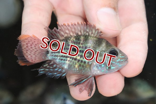 淡水魚】【通販】爆安 バルーングリーンテラー【1匹 サンプル画像】(±5cm)（大型魚）（生体）（熱帯魚）NKO - ペットバルーン ネットショップ