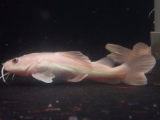 画像4: 【淡水魚】【通販】爆安 プラチナ レッドテールキャット【1匹 サンプル画像】(±10-12cm)（大型魚）（生体）（熱帯魚）NKO (4)