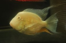 画像1: 【淡水魚】【通販】初入荷 ショートボディ アルビノヘッケリー【1匹 サンプル画像】(±10-11cm)（大型魚）（生体）（熱帯魚）NKO (1)