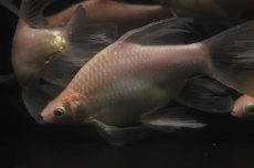 画像2: 【淡水魚】【通販】クソ食らいバルブ(プラチナショートボディ スーパーロングフィンバルブ)【１匹 サンプル画像】(大型魚)(生体)(熱帯魚)NKO (2)