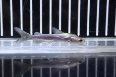 画像3: 【淡水魚】【通販】今激安 ゴールデンシャークキャット【1匹 サンプル画像】(±6cm)（大型魚）（生体）（熱帯魚）NKO (3)