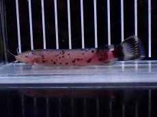 画像1: 【淡水魚】【通販】激安 電気ナマズ(デンキナマズ)【１匹 サンプル画像】(±7cm)(大型魚)(生体)(熱帯魚)NKO (1)