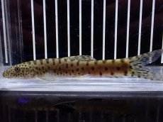 画像1: 【淡水魚】【通販】パラボティア キアンシエンシス【１匹 サンプル画像】(±10cm)(ドジョウ)(生体)(熱帯魚)NK (1)