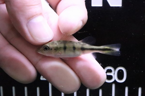 淡水魚】【通販】キクラ オリノコエンシス【1匹 サンプル画像】(±4-5cm)(大型魚)(生体)(淡水)NKO - ペットバルーン ネットショップ