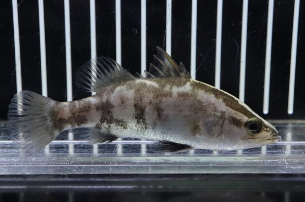 淡水魚】【通販】大特価 大きめ オーストラリアンバラマンディ【１匹 サンプル画像】(±15-20ｃｍ)(生体)(淡水)ＮＫＯ - ペットバルーン  ネットショップ