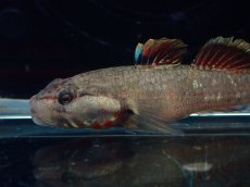 画像2: 【淡水魚】リノコビウス sp レッド Rhinogobius zhoui ベトナム産【1匹 サンプル画像】（淡水ハゼ）（生体）（熱帯魚）NK (2)