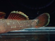 画像3: 【淡水魚】リノコビウス sp レッド Rhinogobius zhoui ベトナム産【1匹 サンプル画像】（淡水ハゼ）（生体）（熱帯魚）NK (3)