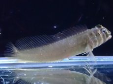 画像1: 【淡水魚】【通販】トサカギンポ Tophat blenny【1匹 サンプル画像】（淡水ハゼ）（生体）（熱帯魚）NK (1)