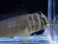 画像2: 【淡水魚】【通販】トサカギンポ Tophat blenny【1匹 サンプル画像】（淡水ハゼ）（生体）（熱帯魚）NK (2)