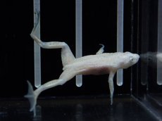 画像1: 【淡水魚】【通販】ホワイトヒメツメガエル【1匹 サンプル画像】（生体）（熱帯魚）NK (1)