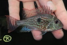 画像3: 【淡水魚】【通販】大きめ 発色あり ゲオファーガス スベニ【1匹 サンプル画像】(±9cm)（大型魚）（生体）（熱帯魚）NKO (3)