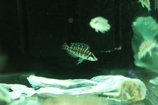 画像3: 【淡水魚】【通販】アルトランプロログス カルバス【１匹 サンプル画像】(大型魚)(生体)(熱帯魚)NKO (3)