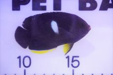 画像2: 【海水魚・ヤッコ】アブラヤッコ(1匹)±5-7cm　(サンプル画像）（生体）(海水魚) (2)