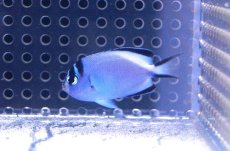 画像1: 【海水魚・ヤッコ】【通販】 ヒレナガヤッコ（♀）(1匹)（±5-7cm） (サンプル画像）（生体）(海水魚) (1)