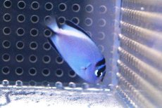 画像2: 【海水魚・ヤッコ】【通販】 ヒレナガヤッコ（♀）(1匹)（±5-7cm） (サンプル画像）（生体）(海水魚) (2)