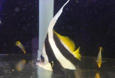 画像1: 【海水魚・チョウチョウオ】【通販】迫力のサイズ♪ハタタテダイ（L-XLサイズ）(1匹)（±15-20cm）(サンプル画像）（生体）(海水魚) (1)