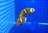 【海水魚・クマノミ】【通販】【国産ブリード】ブリードペルクラウン（幼魚）(1匹)（±4-4.5cm）（サンプル画像）（生体）(海水魚) -  ペットバルーン ネットショップ