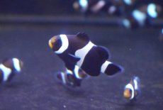 画像2: 【ウィンターセール10％オフ対象】【海水魚・クマノミ】【通販】ブリードブラックオセラリス（Mサイズ）【1匹】（±4-4.5cm）（サンプル画像）（生体）(海水魚) (2)