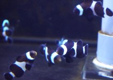 画像3: 【ウィンターセール10％オフ対象】【海水魚・クマノミ】【通販】ブリードブラックオセラリス（Mサイズ）【1匹】（±4-4.5cm）（サンプル画像）（生体）(海水魚) (3)