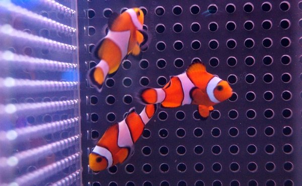 海水魚】カクレクマノミ Sサイズ(1匹)3-5ｃｍ前後(サンプル画像）（生体）(海水魚)（サンゴ） - ペットバルーン ネットショップ