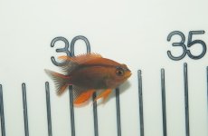 画像1: 【海水魚・スズメダイ】【通販】バリダムセル（5匹セット）(サンプル画像）（生体）(海水魚)（サンゴ） (1)