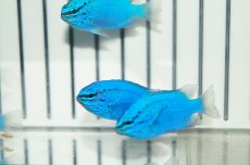 画像2: 【海水魚・スズメダイ】【通販】沖縄産 コバルトスズメ(1匹)(サンプル画像）（生体）(海水魚)（サンゴ） (2)