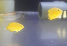 画像1: 【海水魚・スズメダイ】【通販】ネッタイスズメ【10匹】（サンプル画像）（生体）(海水魚) (1)