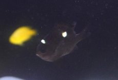 画像1: 【海水魚・スズメダイ】【通販】ミツボシスズメ【1匹】（サンプル画像）（生体）(海水魚) (1)