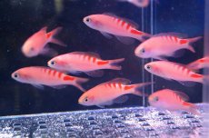 画像3: 【海水魚】【通販】タイガークイーン（3匹）±4-6cm(サンプル画像）（生体）(海水魚)（サンゴ） (3)