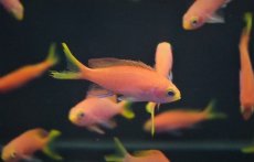 画像1: 【海水魚・ハナダイ】【通販】フチドリハナダイ（5匹）±4-5cm (サンプル画像）（生体）(海水魚) (1)