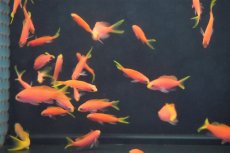 画像2: 【海水魚・ハナダイ】【通販】フチドリハナダイ（5匹）±4-5cm (サンプル画像）（生体）(海水魚) (2)