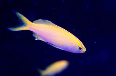 画像1: 【海水魚】ディアディムアンティアス （5匹）±4-6cm　(サンプル画像）（生体）(海水魚)（サンゴ） (1)