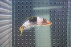 画像1: 【海水魚・ベラ】【通販】トカラベラ（Sサイズ）（1匹）（±5-7cm）（サンプル画像）（生体）(海水魚) (1)