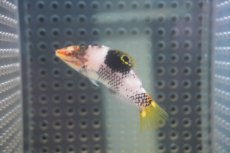 画像2: 【海水魚・ベラ】【通販】トカラベラ（Sサイズ）（1匹）（±5-7cm）（サンプル画像）（生体）(海水魚) (2)