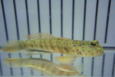 画像1: 【海水魚・ハゼ】【通販】オイランハゼ【1匹】（±7-10cm）（サンプル画像）（生体）(海水魚) (1)