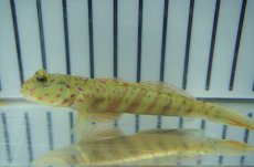 画像2: 【海水魚・ハゼ】【通販】オイランハゼ【1匹】（±7-10cm）（サンプル画像）（生体）(海水魚) (2)