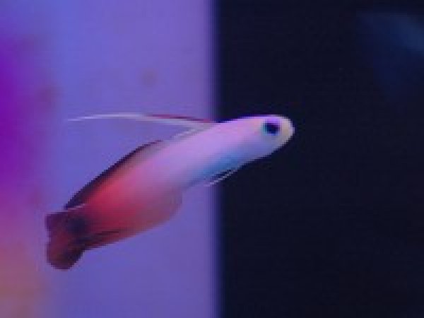 ウィンターセール10％オフ対象】【海水魚】ハタタテハゼ （5匹）(サンプル画像）（生体）(海水魚)（サンゴ） - ペットバルーン ネットショップ