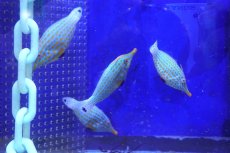 画像2: 【海水魚・カワハギ】【通販】【沖縄産】テングカワハギ（Lサイズ）(1匹)（±5-6cm）(サンプル画像）（生体）(海水魚) (2)