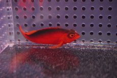 画像2: 【海水魚・ゴンべ】【通販】ベニゴンベ(1匹)±4-6cm　(サンプル画像）（生体）(海水魚)（サンゴ） (2)